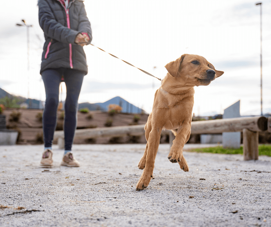 Reactive Dog