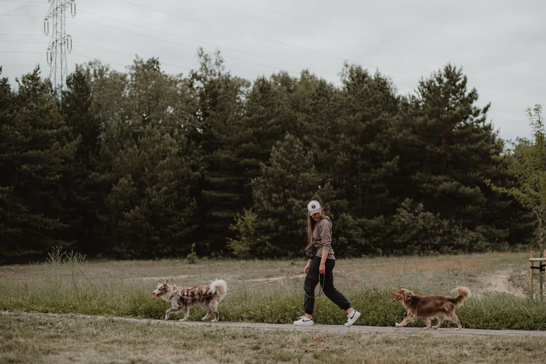 Dog owners walking together and chatting